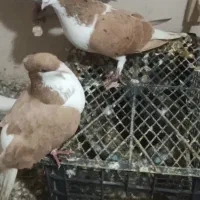 یک جفت کفتر ساده