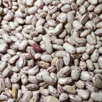 لوبیا چیتی درجه یک خوشپخت تازه|عمده‌فروشی|اهواز, بهارستان|دیوار