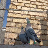 نر و ماده پلاکی|پرنده|شیراز, شریف‌آباد|دیوار