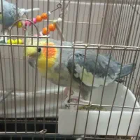 عروس هلندی ومرغ عشق|پرنده|تربت‌حیدریه, شهرک ولیعصر|دیوار