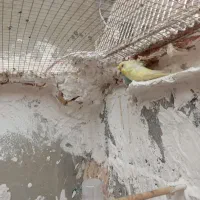 تعدادی مرغ عشق|پرنده|میناب, |دیوار