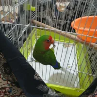 طوطی برزلی|پرنده|مرودشت, زنگی آباد|دیوار