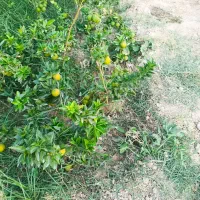 نهالهای چهارفصل صددرصد پرگل و پر میوه و درجه یک|گل و گیاه طبیعی|شیراز, احمدی جنوبی|دیوار