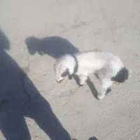 بره شیری ماده