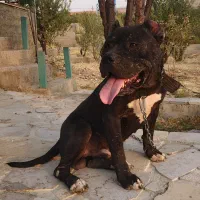 سگ پیت بول|سگ|شیراز, مجتمع شهید پرویزی|دیوار