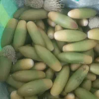 بلوط لرستان