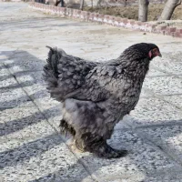 مرغ کوچین|حیوانات مزرعه|باغستان, |دیوار