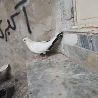 ماده دومی