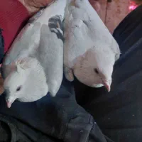 فروشی کبوتر پشتی آلمانی|پرنده|خرم بید, |دیوار