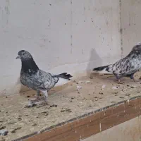 کبوتر سرور پاکستانی