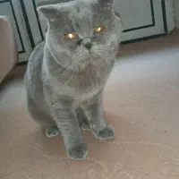 گربه نژاد اسکالیف