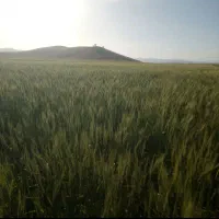 فروش دوهکتارزمین دیم باکلانی کوزران سندتکبرگ|فروش دفتر صنعتی، کشاورزی، تجاری|روانسر, |دیوار