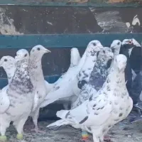 کبوتر کفتر رنجر