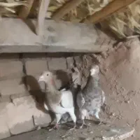 فروشی هفرنگ جفت