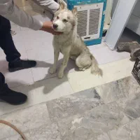 سگ هاسکی