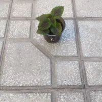 گل گندمی و برگ بیدی بنفش|گل و گیاه طبیعی|سبزوار, باهنر|دیوار