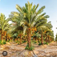 پیشِ درخت نخل(برگ درخت خرما)