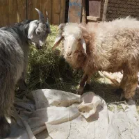 فروش دو راس بره