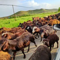 شمال /شرق/جنوب/غرب/زنده بهداشتی گوسفند|حیوانات مزرعه|ری, دیلمان|دیوار