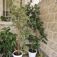 گل بنجامین