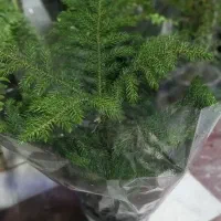 شارژ جدید گلهای گلکده ی ارکیده...|گل و گیاه طبیعی|سنقر, |دیوار