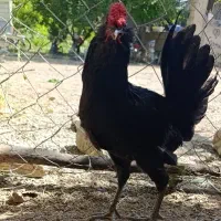 خروس گلین مشکی فول