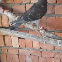 کبوتر رفته و برنگشته