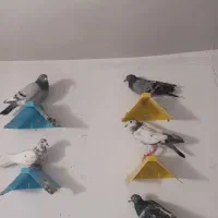 کبوتر پلاکی از برترین نسلها