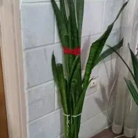 ۶ عدد گل سانسوریا و پتوس|گل و گیاه طبیعی|گلپایگان, |دیوار