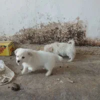 سگ پاکوتاه  بسیار خوشگل حرف گوش کن واکس  هاشم زدم