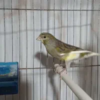 قناری نر سبز مست بخوان بشرط