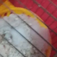 یه جفت قناری استوره سوخته سرخ|پرنده|کرمان, |دیوار