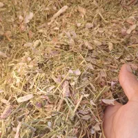 فروش کاه لوبیا چیتی نرم و کاه عدس خرمنکوب شده|لوازم جانبی حیوانات|قزوین, |دیوار