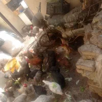 تعداد زیادی مرغ. رسمی تخم گذار وخروس لاری|حیوانات مزرعه|کهریزک, |دیوار