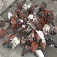 مرغ و حروف محلی و اردک