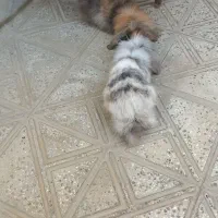 دو عدد خرگوش ب سالع ب فروش میرسد|موش و خرگوش|فلاورجان, |دیوار