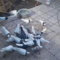 دیوار|پرنده|بم, |دیوار