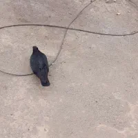 گمشده|حیوانات|جیرفت, |دیوار