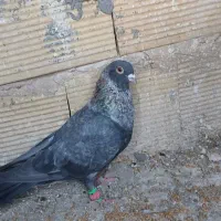 کفتر|پرنده|مشهد, شهرک بهارستان|دیوار