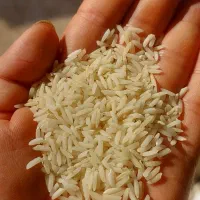 برنج هاشمی سورت شده درجه یک ۱۴۰۴|خوردنی و آشامیدنی|لاهیجان, امیرشهید|دیوار