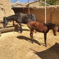 فروش اسب محلی وکره عرب با شناسنامه دار قیمت توافقی