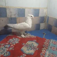 ماده طوقی|پرنده|ساوه, |دیوار