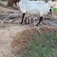 فروش بز پاکستانی