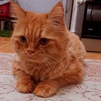 گربه نر پرشین ۳ ساله عقیم شده