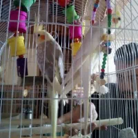 عروس هلندی نر و تخم|پرنده|کرج, شهرک خاتم النبیا|دیوار