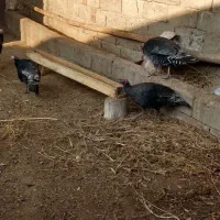 بوغقلمو|حیوانات مزرعه|لیلان, |دیوار