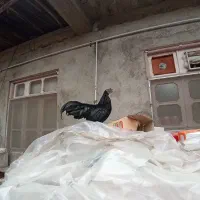 مرغ و خروس ارکانا و ایام سمانی.بوقلمون|حیوانات مزرعه|آمل, |دیوار