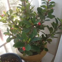 گل ها خیلی شاداب وسرحال|گل و گیاه طبیعی|گلبهار, نوبهار|دیوار