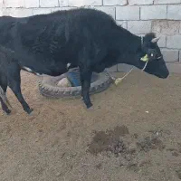 گاوابستن سنگین ۸ ماه|حیوانات مزرعه|دهبکری, |دیوار