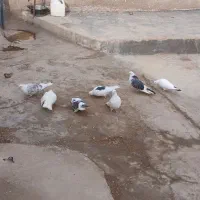 کبوتر|پرنده|بزینه رود, |دیوار